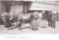  1900-1914 A Montpellier le marchand de lait_new.jpg 